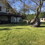 Zielony trawnik z dużym drzewem i leżakiem ogrodowym, obok domu na Kaszubach